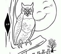 Owl 10 Cool