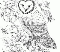 Owl 18 Cool