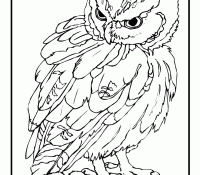 Cool Owl 21