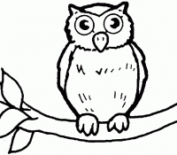 Owl 23 For Kids
