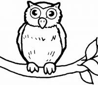 Owl 3 For Kids