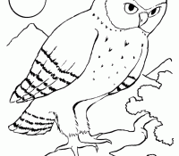 Owl 35 For Kids