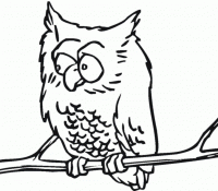 Owl 39 Cool