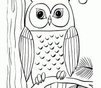 Cool Owl 5