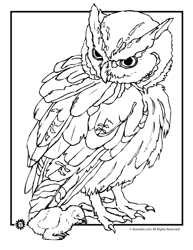 Cool Owl 21 Coloring Page