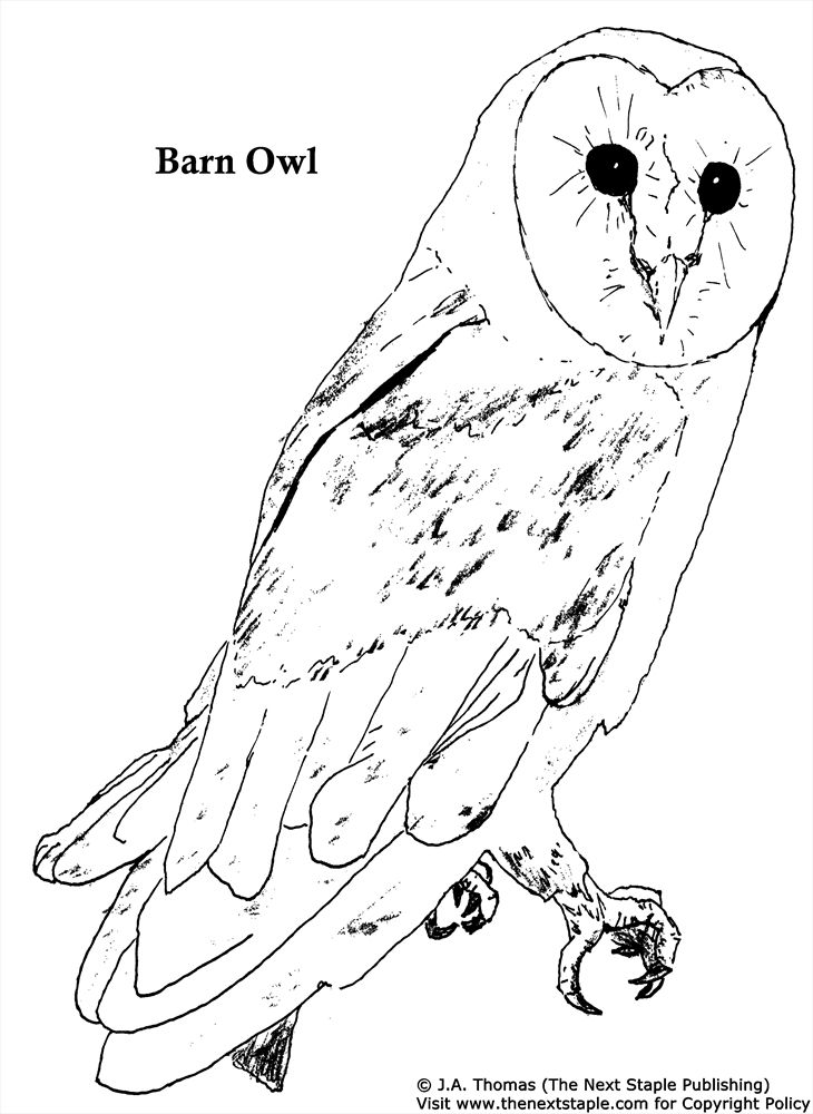 Owl 27 For Kids