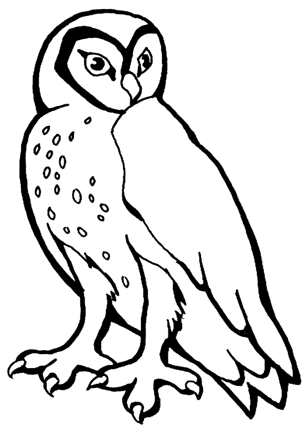 Owl 29