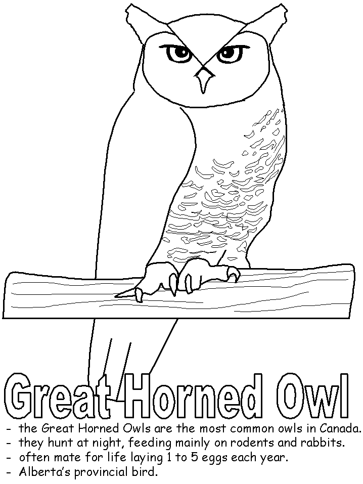 Owl 31 For Kids