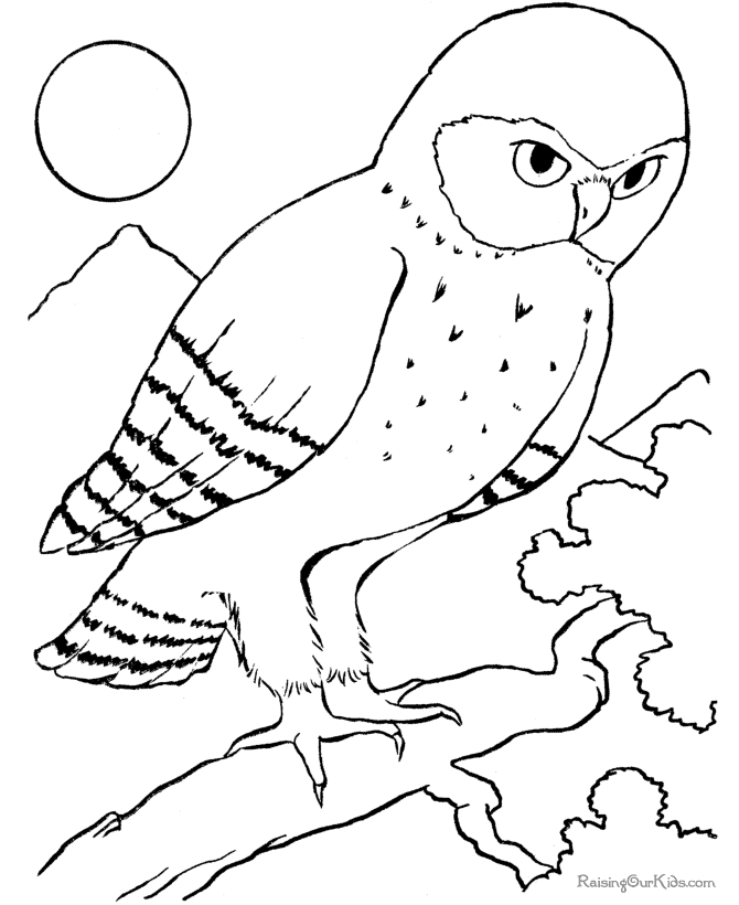 Owl 35