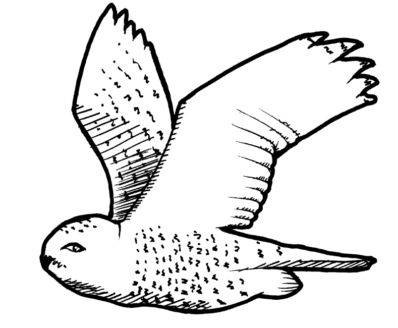 Cool Owl 40 Coloring Page