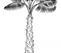 Palm Tree 18 For Kids