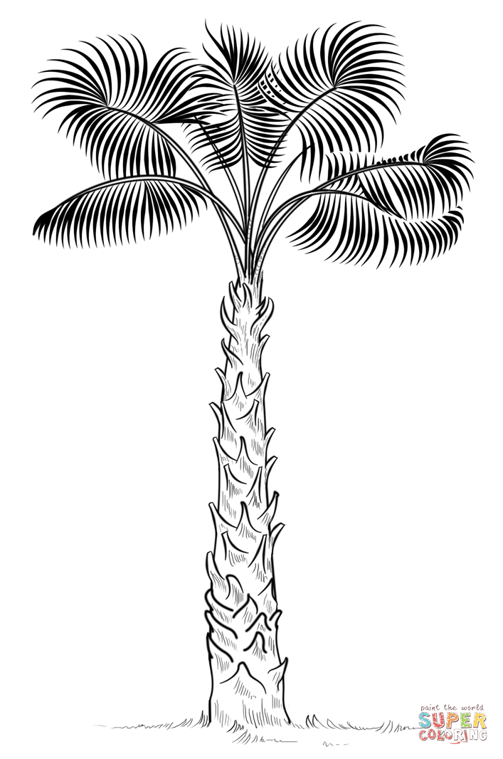 Palm Tree 18 For Kids Coloring Page