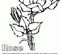 Rose 10 Cool
