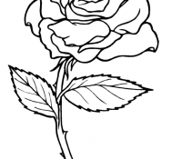 Cool Rose 5