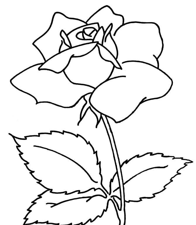 Rose 12