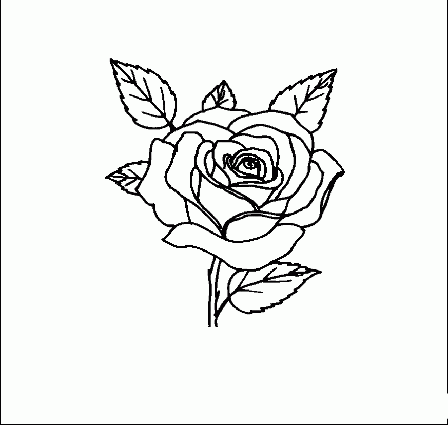 Rose 13
