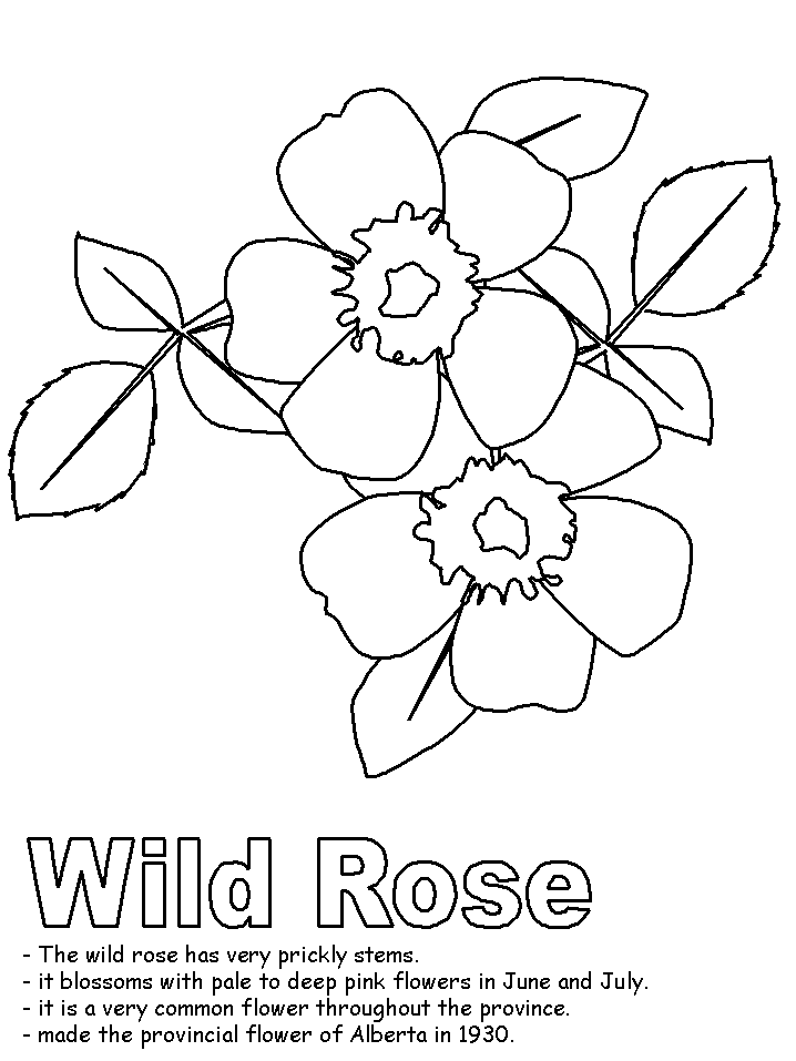 Rose 15 For Kids