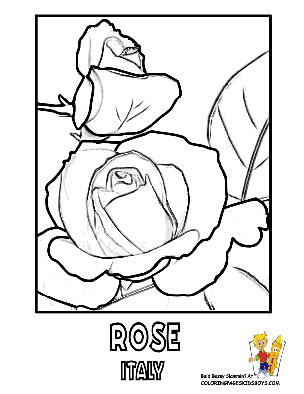 Rose 16 Cool