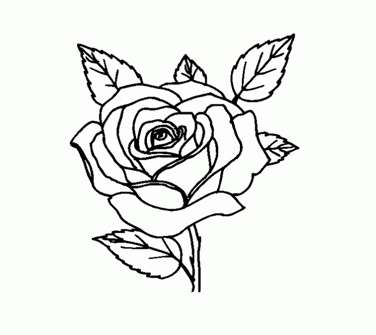 Rose 19