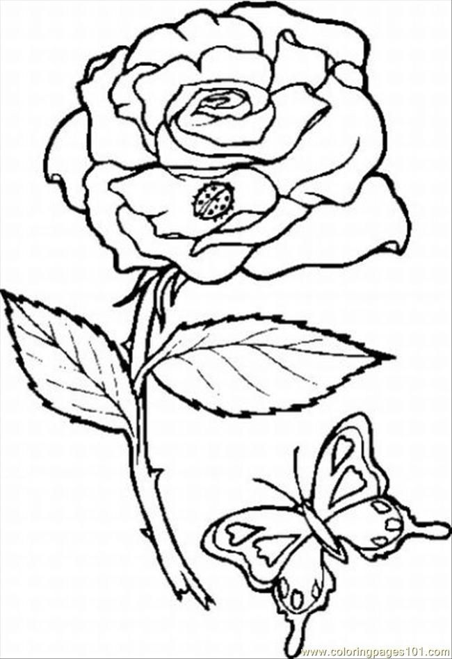 Rose 22