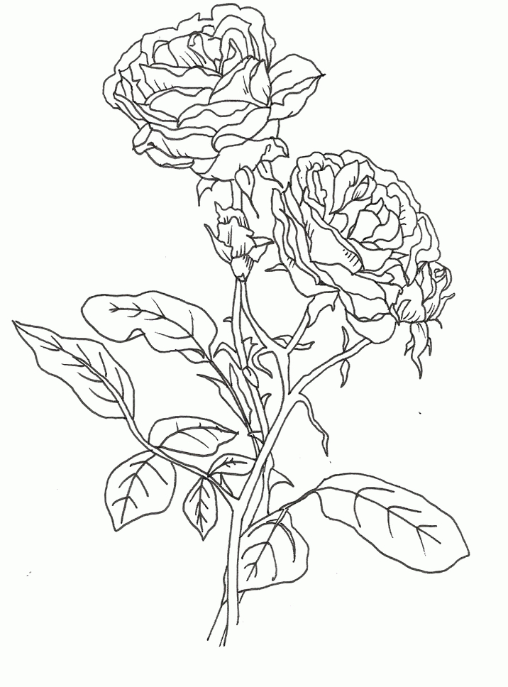 Rose 28