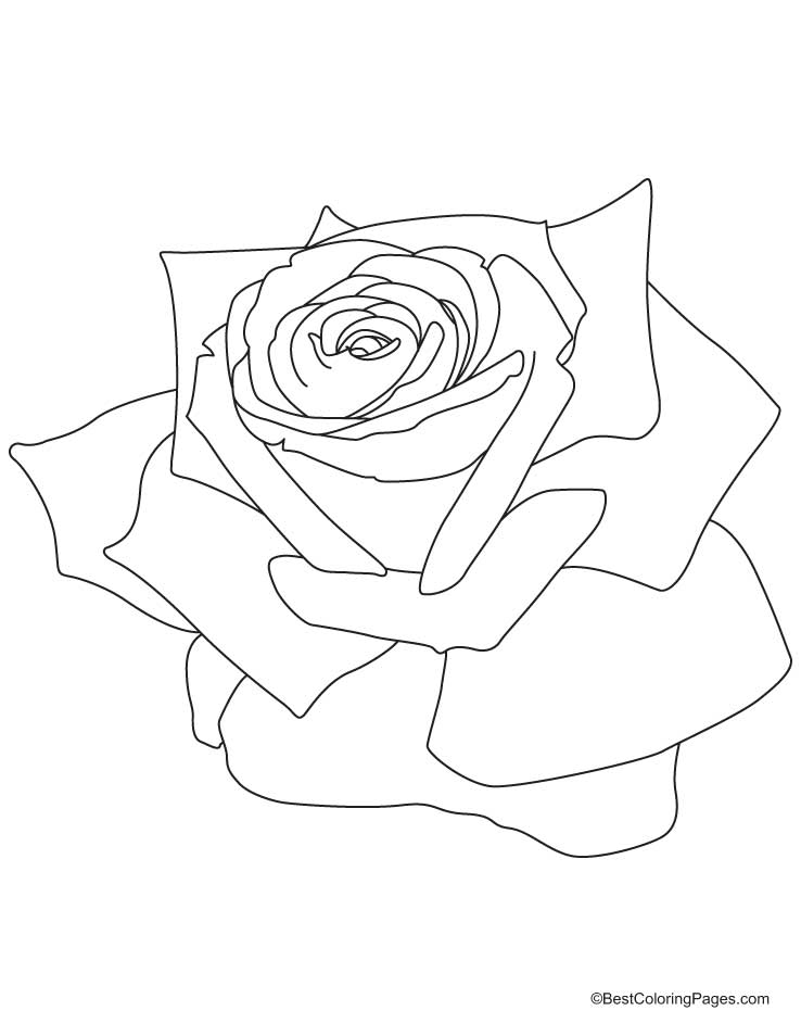 Cool Rose 29