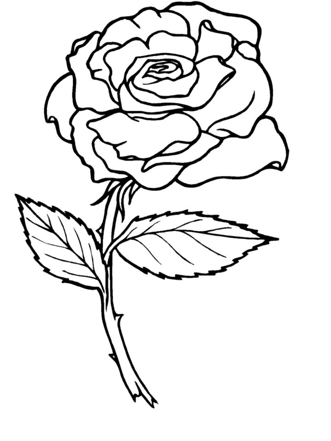 Cool Rose 5 Coloring Page