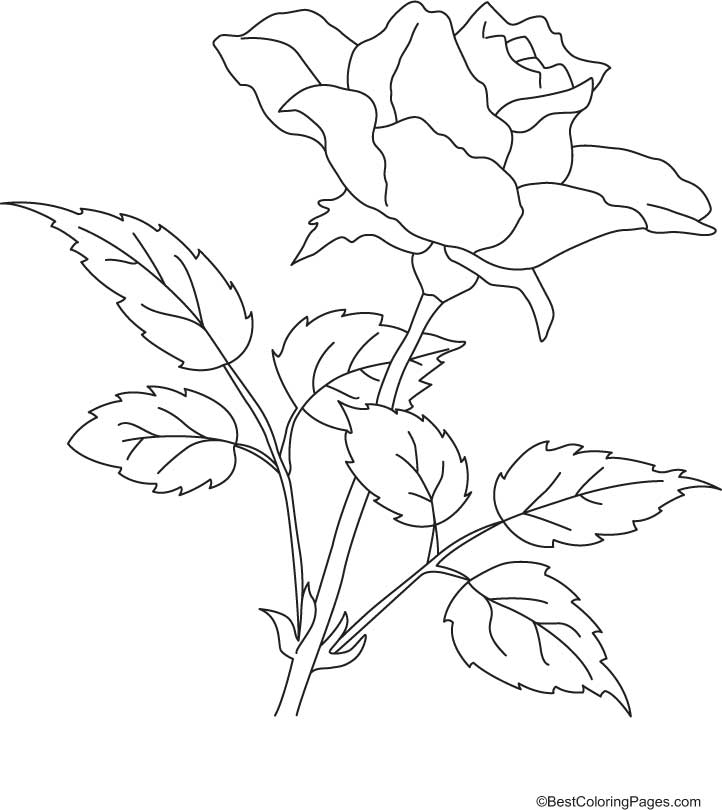Rose 7 For Kids Coloring Page