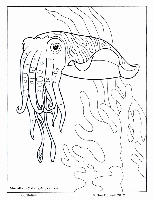 Sea Animal 17 For Kids Coloring Page