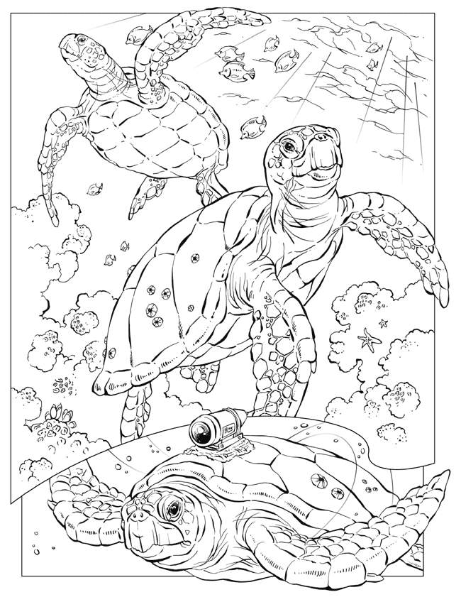 Sea Animal 2 Cool Coloring Page
