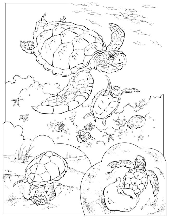 Sea Animal 25 For Kids Coloring Page