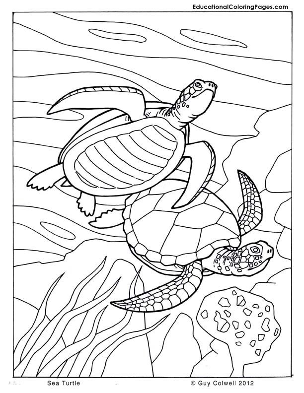 Sea Animal 26 Cool Coloring Page