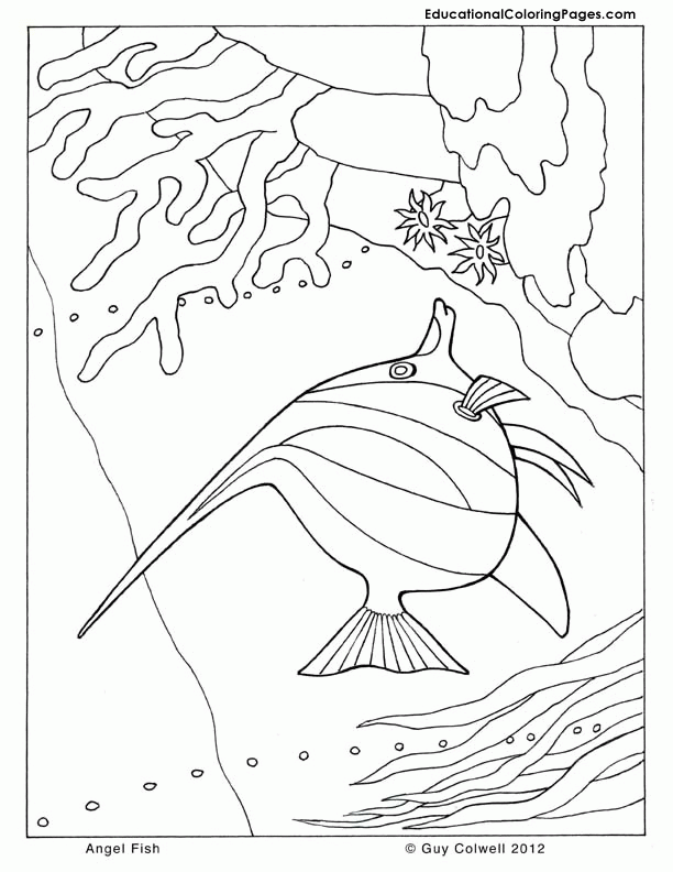 Sea Animal 28 Cool Coloring Page