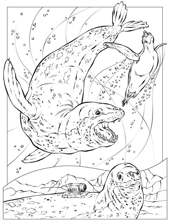 Sea Animal 33 For Kids Coloring Page
