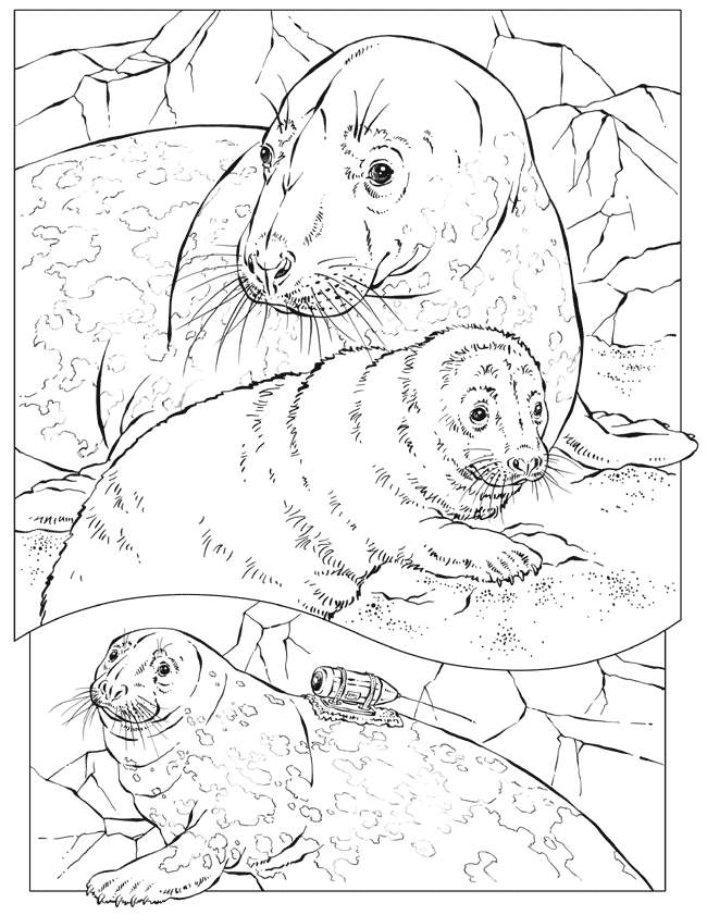 Sea Animal 38 Cool Coloring Page