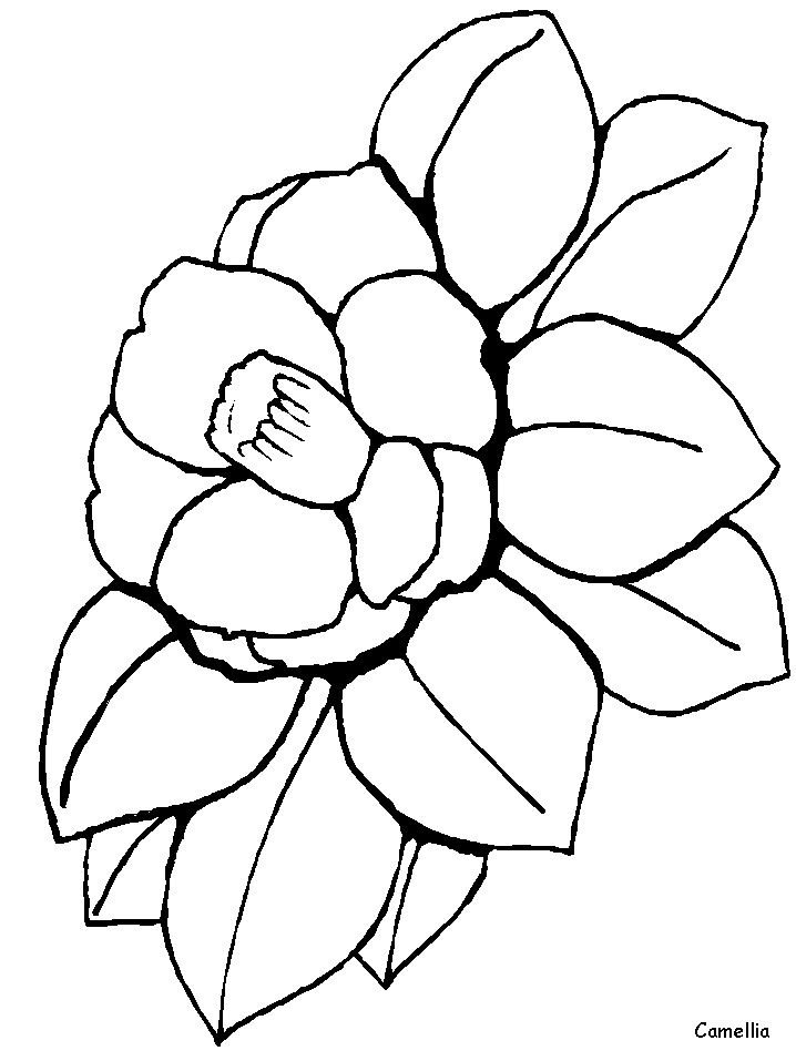 Simple Flower 16 Cool Coloring Page