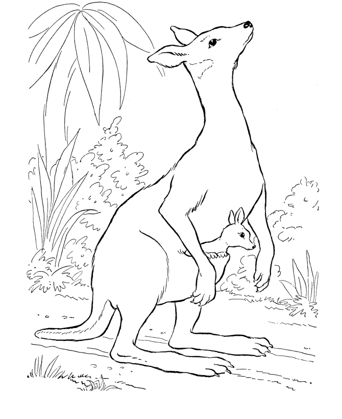 Wild Animal 16 Cool Coloring Page