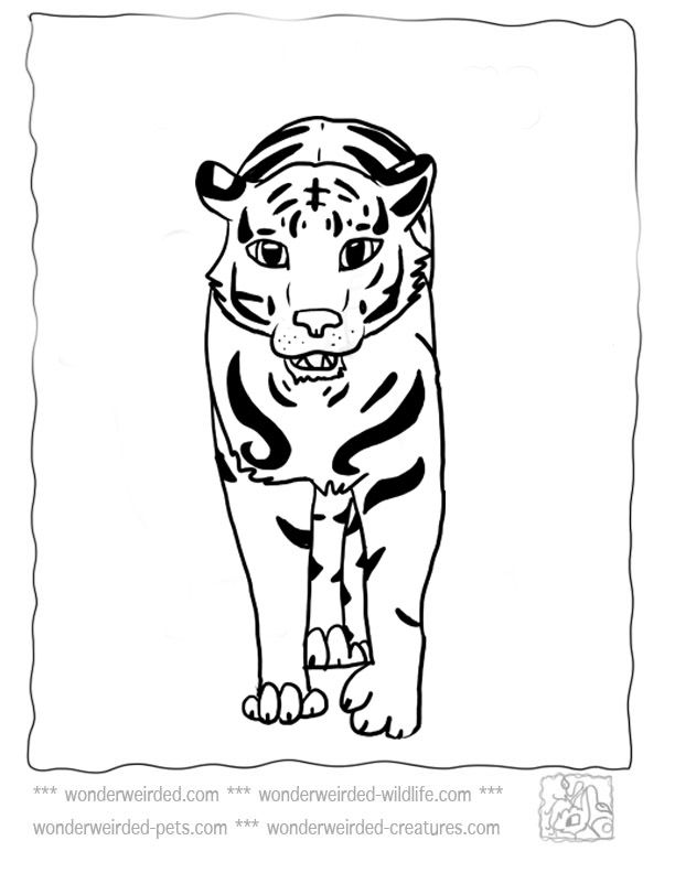 Wild Animal 18 Cool Coloring Page