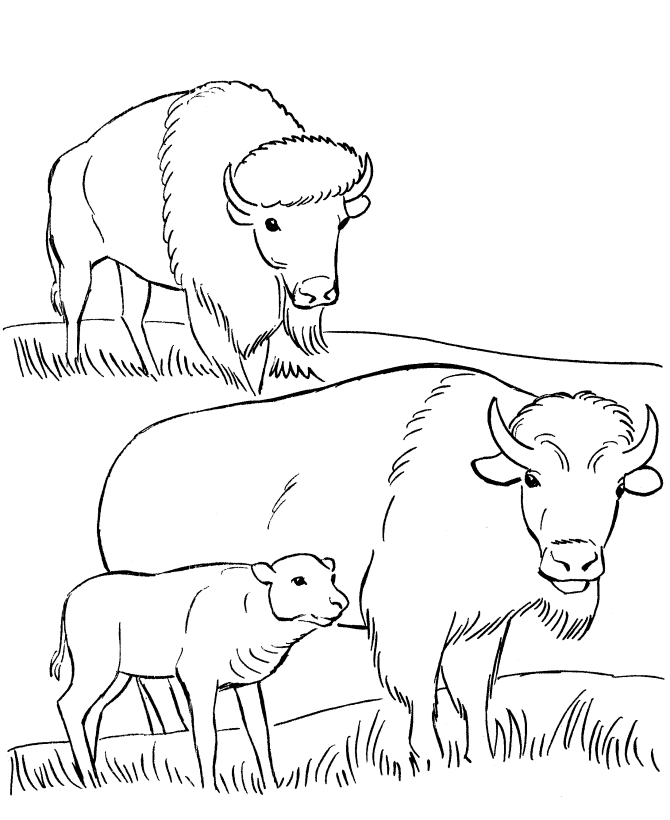 Wild Animal 21 For Kids Coloring Page