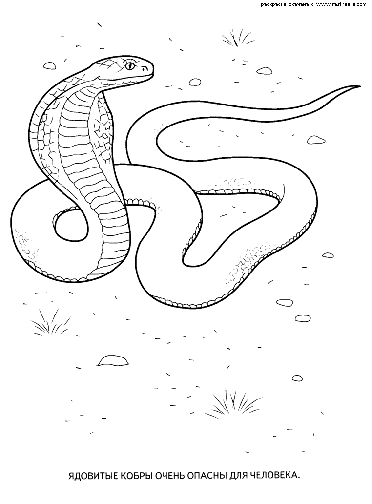 Cool Wild Animal 23 Coloring Page