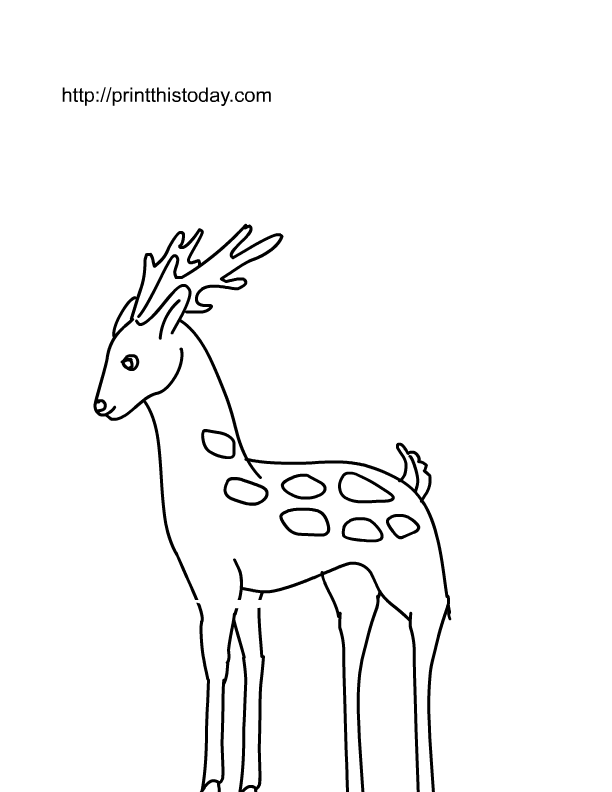 Wild Animal 24 Cool Coloring Page