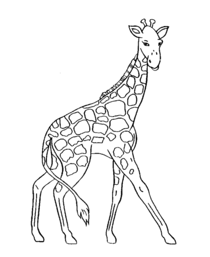 Wild Animal 4 Cool Coloring Page