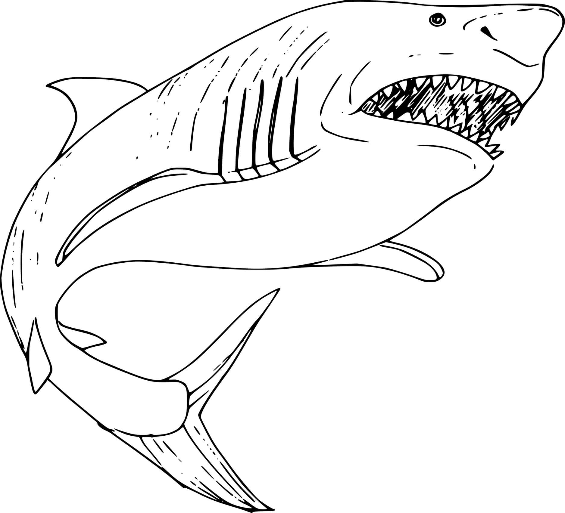 Раскраска акула-бык. 