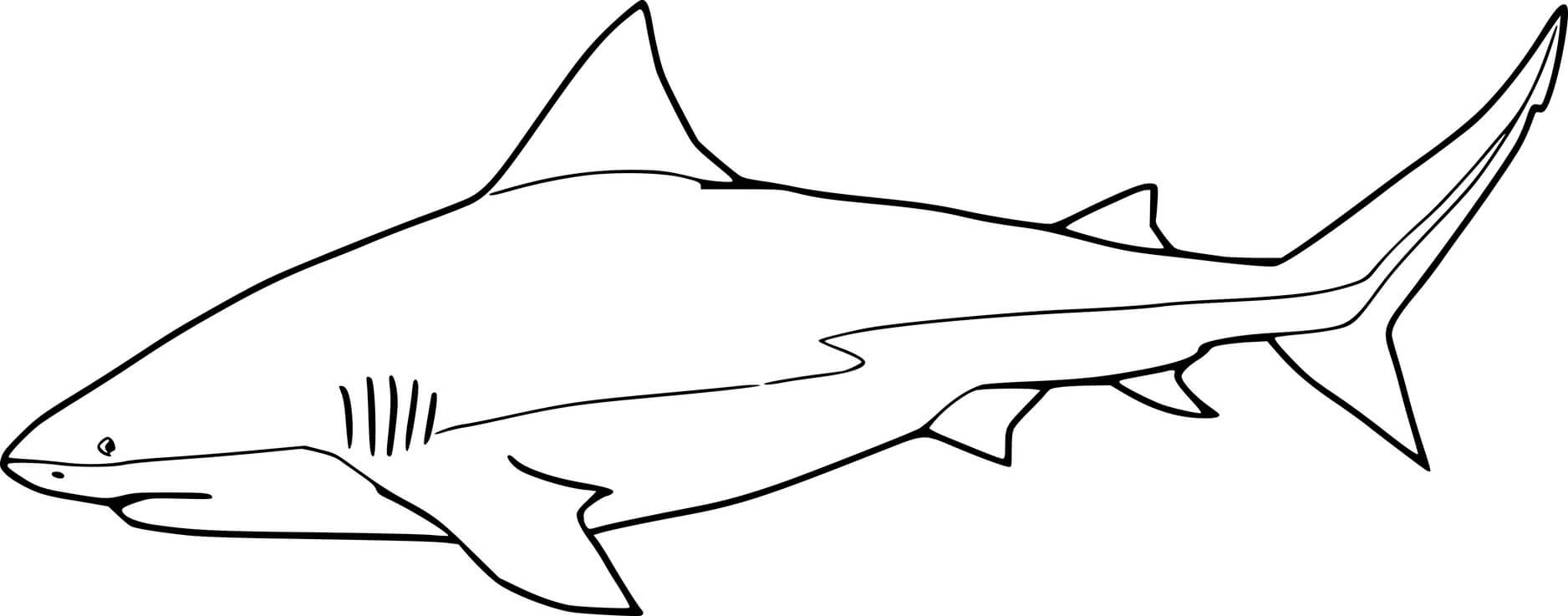 Simple Bull Shark Coloring Pages Coloring Cool