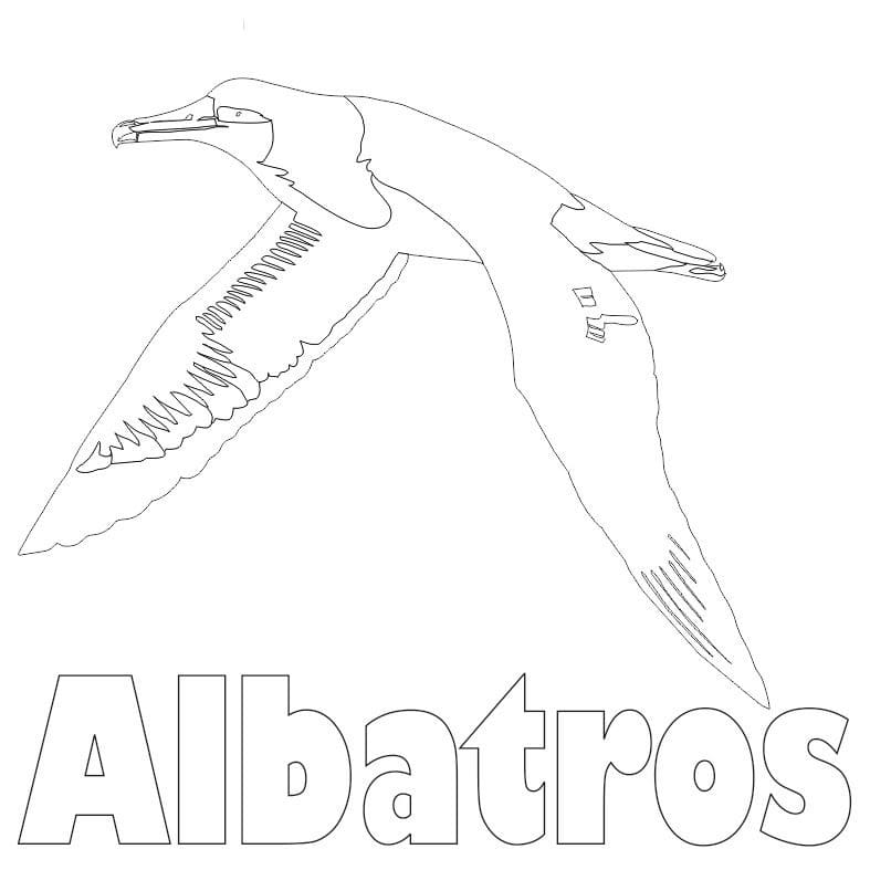 Albatross 3 Coloring Pages - Coloring Cool