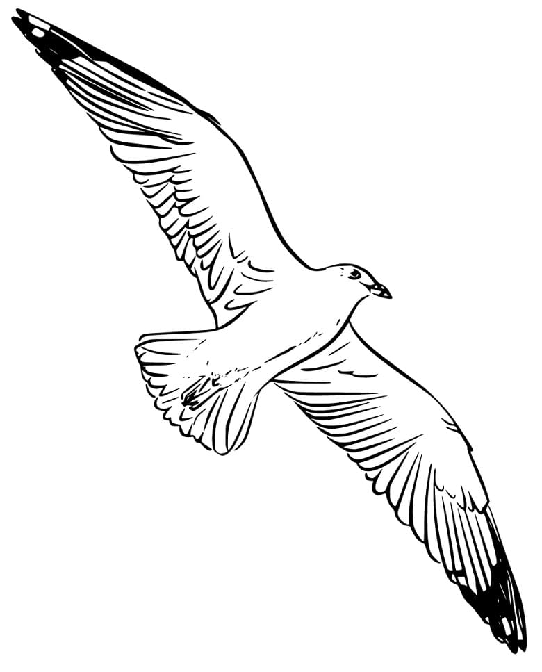 Albatross Flying Coloring Pages - Coloring Cool