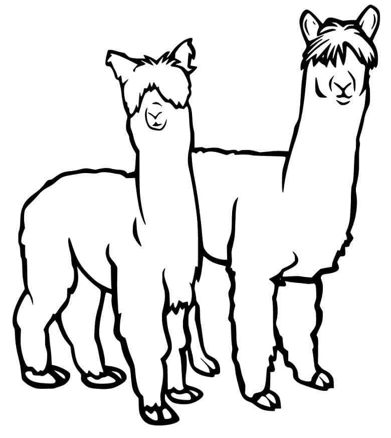 Alpacas Coloring Pages - Coloring Cool
