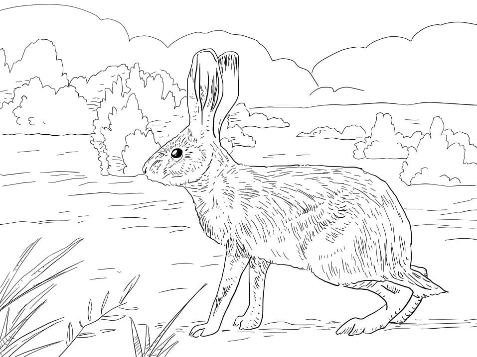 California Jack Rabbit Coloring Pages - Coloring Cool