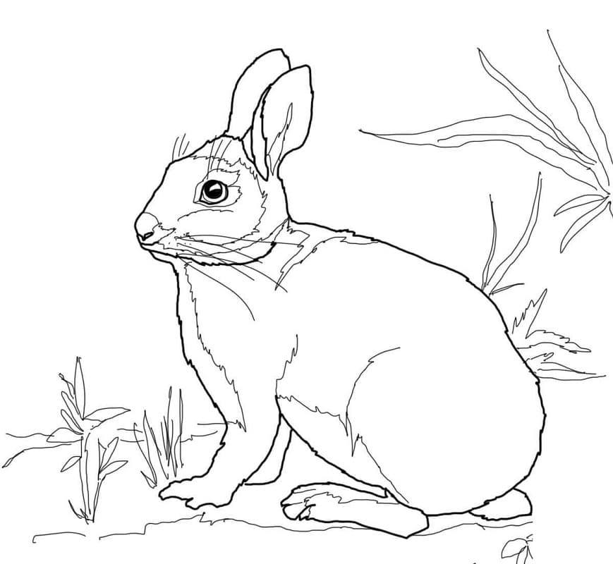 Cottontail Marsh Rabbit Coloring Pages - Coloring Cool