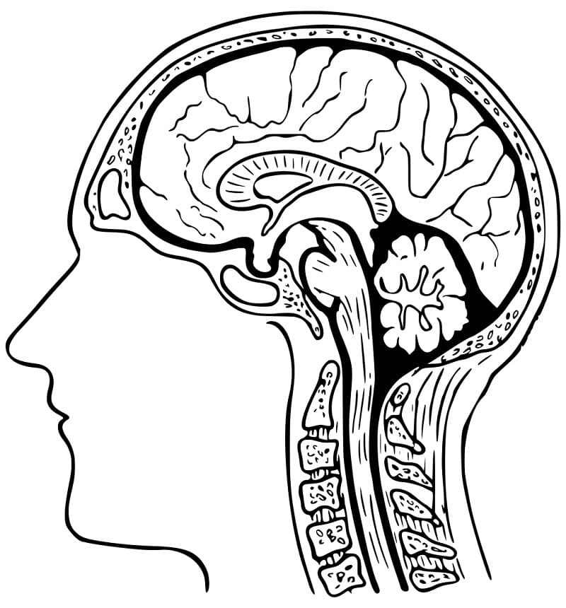 Free Printable Human Brain Coloring Pages - Coloring Cool